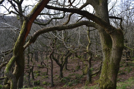 Old mossy tree trunks